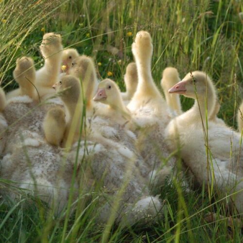 Akcja przywracania małych zagród przydomowych Polskiej Gęsi Białej w roku 2024