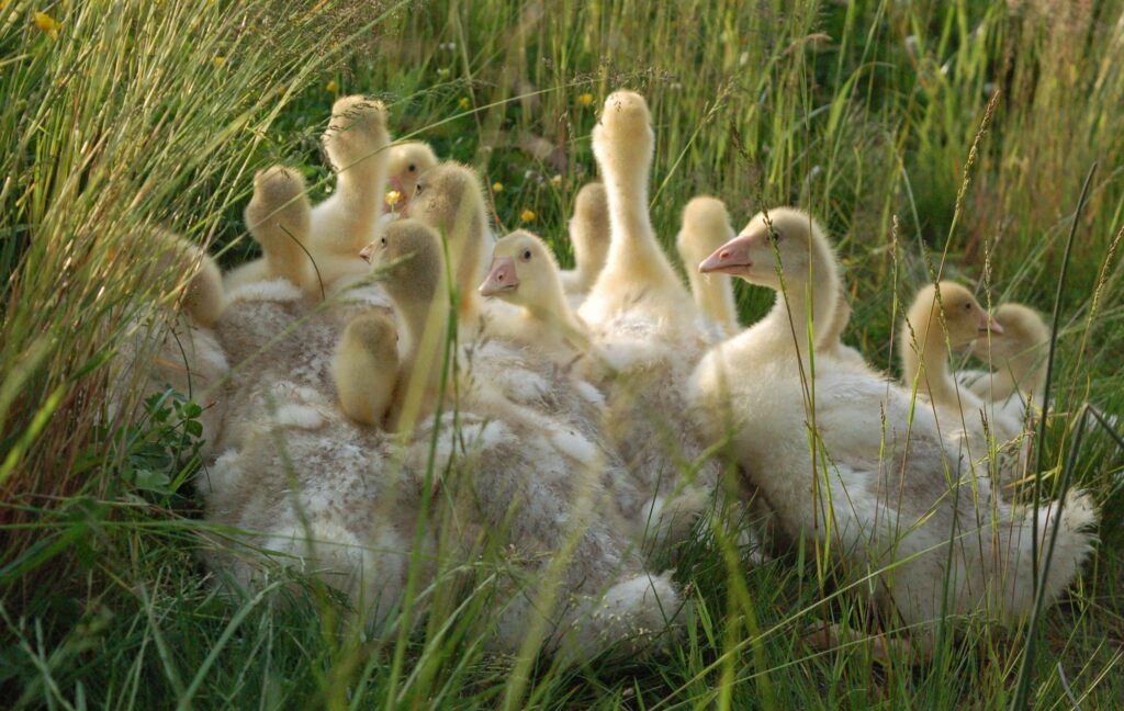 Akcja przywracania małych zagród przydomowych Polskiej Gęsi Białej w roku 2024